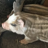 Mangalista Herefeord Piglet